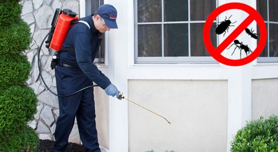 Tirebolu Karınca İlaçlama böcek ilaçlama ve haşere kontrolü — ilaclama-tr.com
